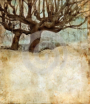 Willow Trees on a grunge background