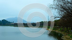 Willow trees by the lake