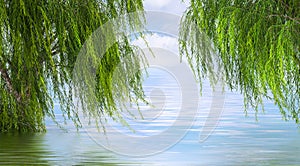Willow trees over water 3d illustration