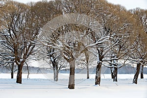 Willow trees of a park in wintertime