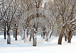 Willow trees of a park in wintertime