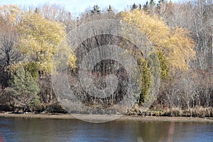 Willow Trees by the shoreline