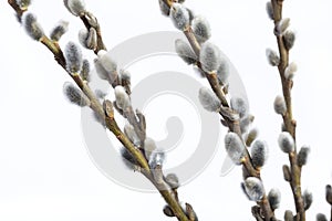 Willow twig