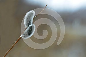 Willow twig with buds on a gray blurred background