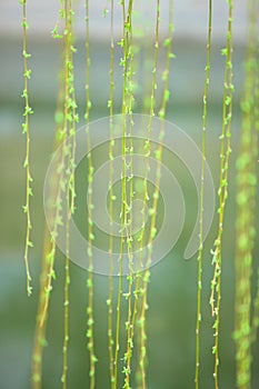 Willow twig germination