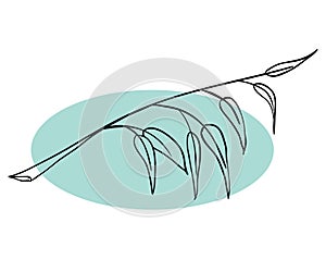 Willow twig isolated on a white backgrond