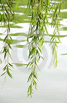 willow twig and leaves in spring