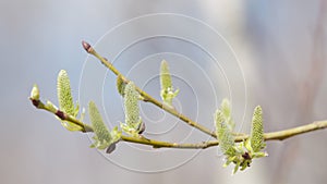 Willow twig with male catkins or flowers swaying in breeze during sunny spring day.