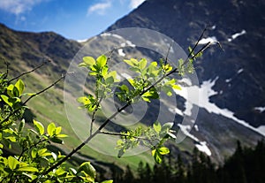 Willow twig with a mountain background