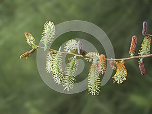 Willow twig with red and yellow catkins