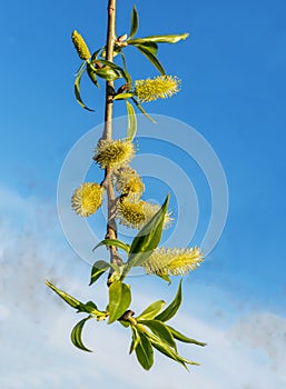 Willow twig with soft fluffy buds, catkins