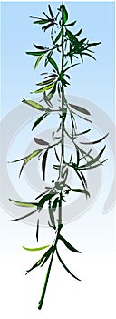 Willow twig, Vector Illustration