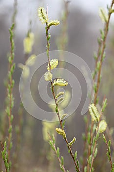 Willow twigs