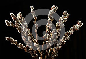willow twigs