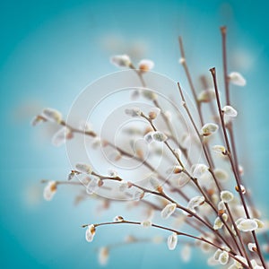 Willow twigs with catkins