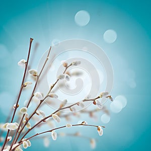 Willow twigs with catkins on blue