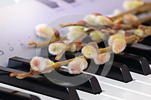 Willow twigs with catkins lie on the piano keys
