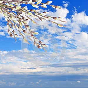 Willow twigs with catkins on sky