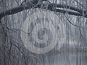 Willow twigs covered with ice on a winter morning