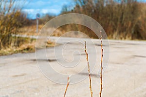 Willow twigs in early spring, leaves begin to grow in spring