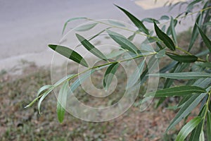 Willow twigs with green leaves