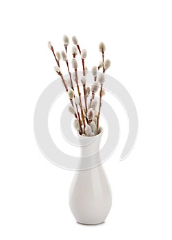 Willow twigs isolated on white background