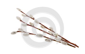 Willow twigs isolated on white background. without shadow