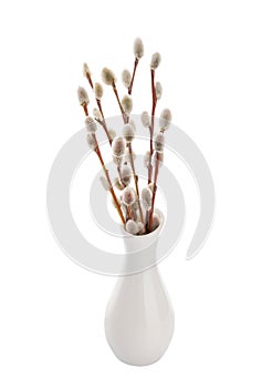 Willow twigs isolated on white background. without shadow