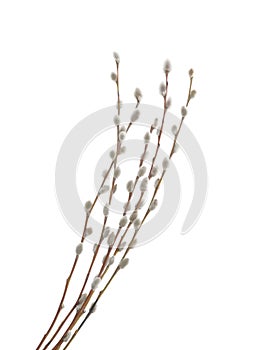 Willow twigs isolated on white background. without shadow clipping path