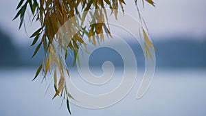 Willow twigs lake background close up. Colorful tree leaves hang over water.