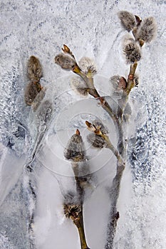 Willow twigs with willows in ice