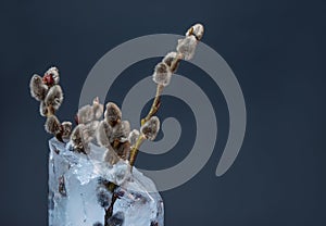 Willow twigs with willows in ice vase