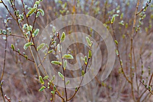 willow twigs in spring close-up