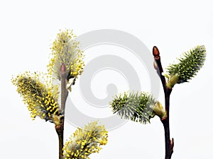 Willow twigs from two separate willow shrubs. Male (yellow) and female (green) catkins