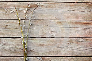 willow twigs on wooden table