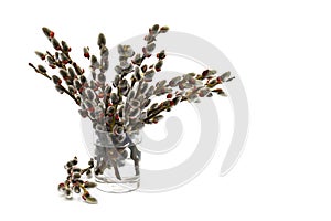 Willow twigs with young male catkin in glass on a white background with space for text