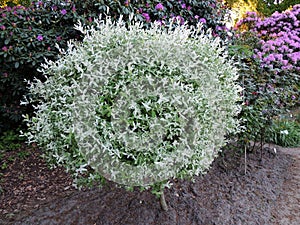 Willow with variegated leaves