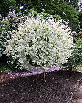 Willow with variegated leaves in spring