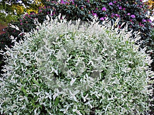 Willow with variegated leaves