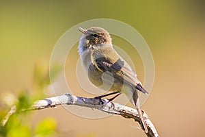 Willow warbler bird, Phylloscopus trochilus