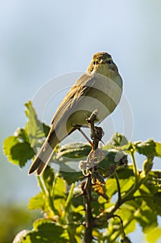 Willow warbler bird, Phylloscopus trochilus