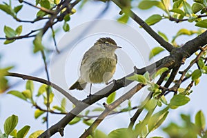 Willow warbler bird, Phylloscopus trochilus