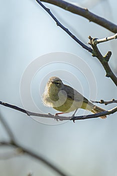 Willow warbler bird  Phylloscopus trochilus perched