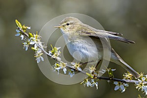 Willow warbler bird, Phylloscopus trochilus, perched