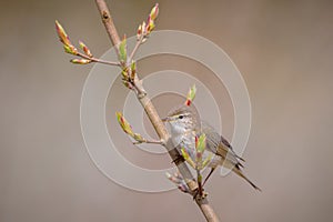 Willow warbler bird, Phylloscopus trochilus, perched