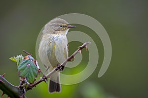 Willow warbler bird, Phylloscopus trochilus, perched