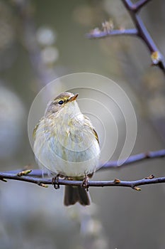 Willow warbler bird, Phylloscopus trochilus, perched