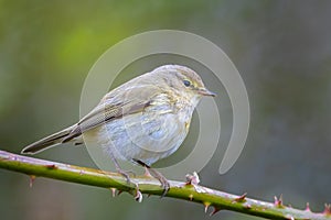 Willow warbler bird, Phylloscopus trochilus, perched