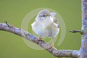 Willow warbler bird, Phylloscopus trochilus, perched