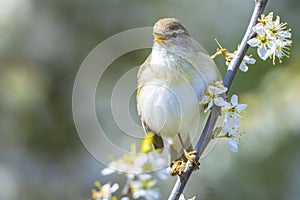 Willow warbler bird, Phylloscopus trochilus, perched